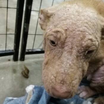 Rescue Pit Bull Terrier Dogs for Adoption in Parrish, Alabama - Celcius | PetCurious