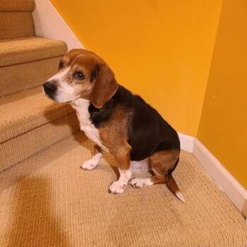 Beagle Dogs Available for Adoption in Ferndale, Michigan - Rhett | PetCurious