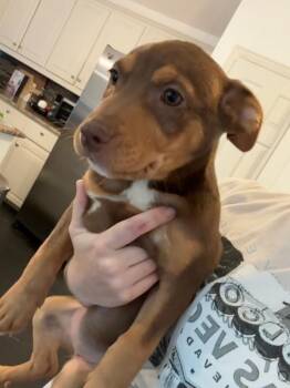 Rescue Doberman Pinscher Dogs for Adoption in Plano, Texas - Clarice | PetCurious