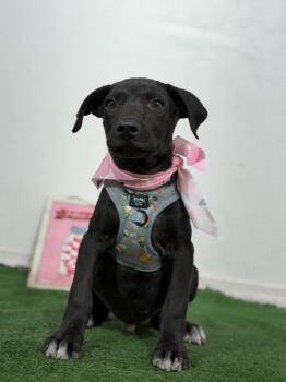 Snoopy-One of our Amazing Rescue Dogs -  Black Labrador Retriever and Weimaraner Dog for Adoption in Carlsbad, California - Snoopy-One Of Our Amazing Rescue Dogs | PetCurious