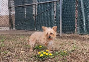 Yorkshire Terrier Dogs Available for Adoption in Springfield, Massachusetts - YOKI | PetCurious