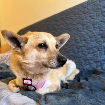 Corgi and Pomeranian Dogs Available for Adoption in San Francisco, California - Golden 13970 | PetCurious