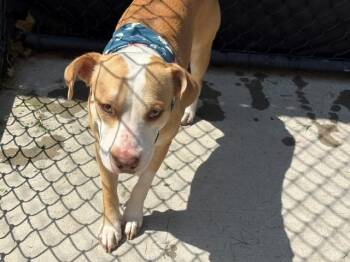 OGIE -  Pit Bull Terrier and Mixed Breed Dog for Adoption in Tulsa, Oklahoma - OGIE | PetCurious