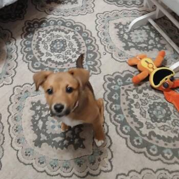 Shepherd Dogs Available for Adoption in Inez, Texas - Lulu | PetCurious