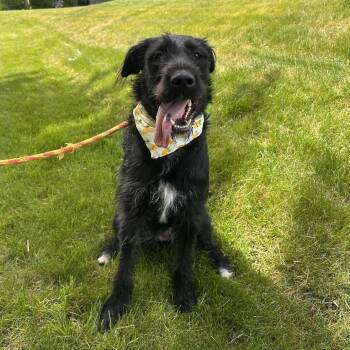 Jersey -  Mixed Breed Dog for Adoption in Spokane, Washington - Jersey | PetCurious
