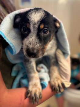 Casey -  Smooth Fox Terrier and Chihuahua Dog for Adoption in Thompson Falls, Montana - Casey | PetCurious