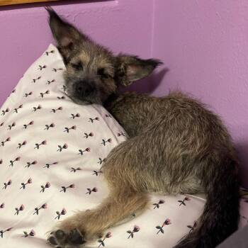 West -  Terrier Dog for Adoption in Cashmere, Washington - West | PetCurious