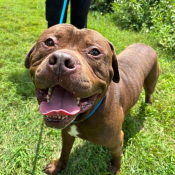 Nutella -  Pit Bull Terrier Dog for Adoption in York, Pennsylvania - Nutella | PetCurious