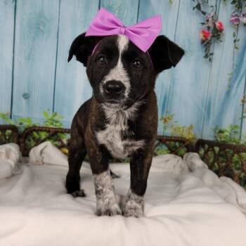 Shepherd Dogs Available for Adoption in Fort Wayne, Indiana - Cove | PetCurious