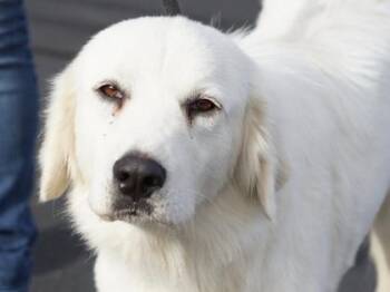 Myska -  Mixed Breed Dog for Adoption in Georgetown, Texas - Myska | PetCurious