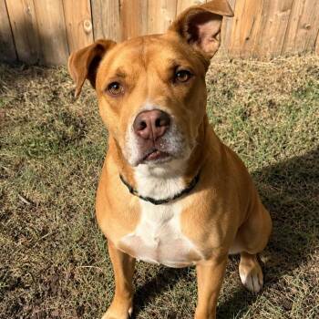 Simba -  Mixed Breed Dog for Adoption in Cheyenne, Wyoming - Simba | PetCurious