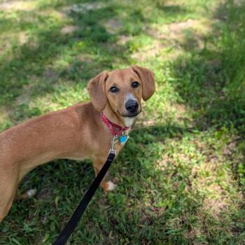 Benny -  Beagle and Mixed Breed Dog for Adoption in Fenton, Michigan - Benny | PetCurious