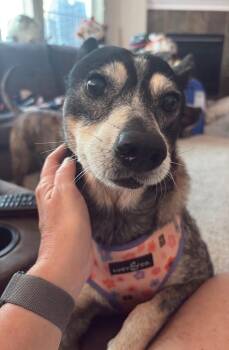 Gertie -  Australian Cattle Dog Blue Heeler Dog for Adoption in Thornton, Colorado - Gertie | PetCurious