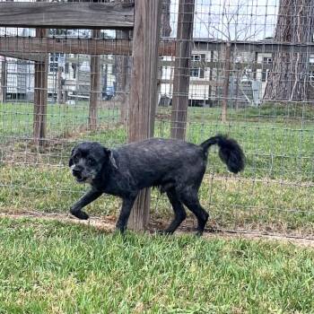 Colby Cheese -  Miniature Poodle Dog for Adoption in Houston, Texas - Colby Cheese | PetCurious