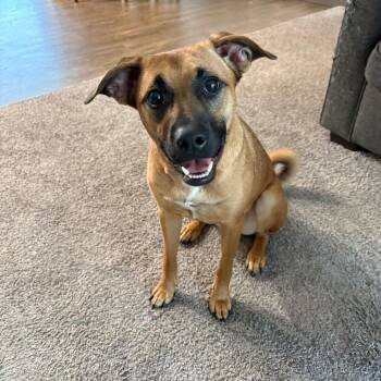 Ruby -  German Shepherd Dog and Pit Bull Terrier Dog for Adoption in Bristol, Indiana - Ruby | PetCurious