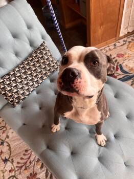 Rescue Pit Bull Terrier Dogs for Adoption in Seguin, Texas - Gia | PetCurious