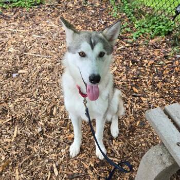 Beckham -  Husky Dog for Adoption in Briarcliff Manor, New York - Beckham | PetCurious