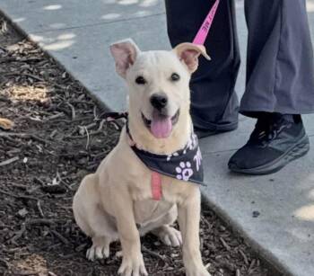 Labrador Retriever and Rottweiler Dogs Available for Adoption in Social Circle, Georgia - Ella | PetCurious