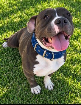 ROCCO -  Pit Bull Terrier Dog for Adoption - ROCCO | PetCurious