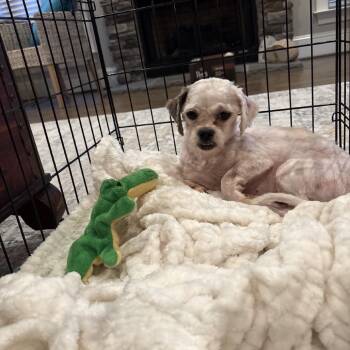 Stella -  Shih Tzu Dog Available for Adoption in Summerfield, North Carolina - Stella | PetCurious