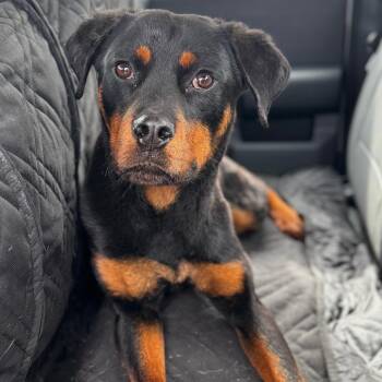Cujo aka Blade -  Rottweiler Dog for Adoption in Hinesville, Georgia - Cujo Aka Blade | PetCurious