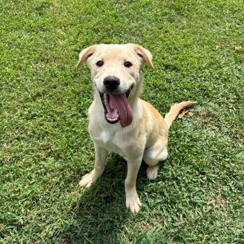 Gobi -  Border Collie Dog for Adoption in Roxboro, North Carolina - Gobi | PetCurious