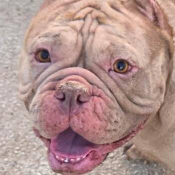 CUKEE -  American Bully Dog for Adoption in Marana, Arizona - CUKEE | PetCurious