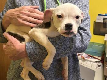 Tootsie -  Boston Terrier Dog for Adoption in Aurora, Illinois - Tootsie | PetCurious