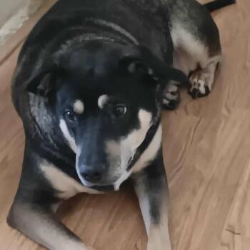 Rescue Coonhound and Siberian Husky Dogs for Adoption in Austell, Georgia - Sadie | PetCurious