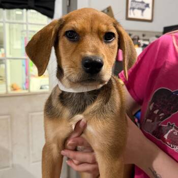 Sundae -  German Shepherd Dog and Mixed Breed Dog for Adoption in Wappingers Falls, New York - Sundae | PetCurious