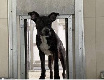 Rescue Dutch Shepherd Dogs for Adoption in Berkeley, California - Cruz | PetCurious