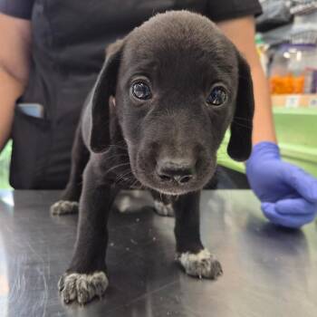 Cloe -  Retriever Dog for Adoption in Montgomery, Alabama - Cloe | PetCurious