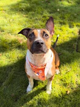 Rescue American Staffordshire Terrier and Boxer Dogs for Adoption in Austin, Texas - Beanie | PetCurious