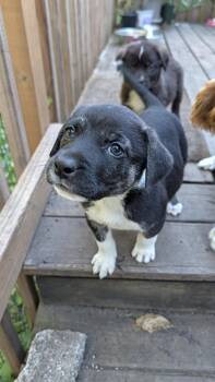 Asiago -  Great Pyrenees Dog for Adoption in Brooklyn Center, Minnesota - Asiago | PetCurious