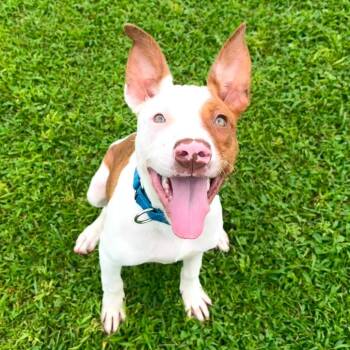 Chance -  Pit Bull Terrier and Mixed Breed Dog for Adoption in Parkersburg, West Virginia - Chance | PetCurious