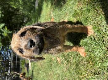 Irish Terrier Dogs Available for Adoption in Hillsborough, North Carolina - Tammy | PetCurious
