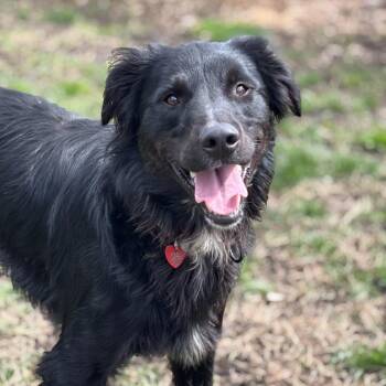 Mixed Breed Dogs Available for Adoption - Farley | PetCurious