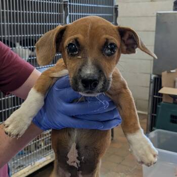 Rescue Mixed Breed Dogs for Adoption in Huntington, West Virginia - Mizuno | PetCurious
