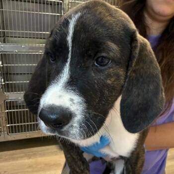 Zada 22585 -  Plott Hound and Anatolian Shepherd Dog for Adoption in Cumming, Georgia - Zada 22585 | PetCurious