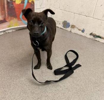 MAX -  Chihuahua and Border Terrier Dog for Adoption in El Segundo, California - MAX | PetCurious