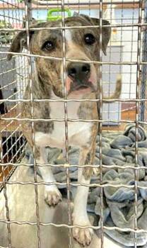 Pit Bull Terrier Dogs Available for Adoption - Ela | PetCurious