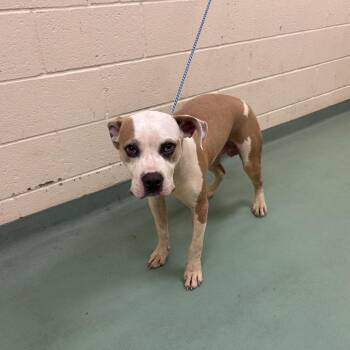 Barry -  Mixed Breed Dog for Adoption in Memphis, Tennessee - Barry | PetCurious