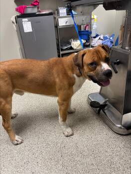 Cowboy -  Saint Bernard Dog for Adoption in Conway, Arkansas - Cowboy | PetCurious
