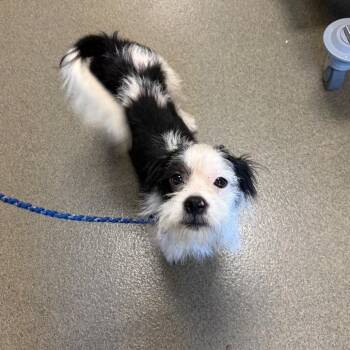 Furgus -  Chihuahua and Shih Tzu Dog for Adoption in Council Bluffs, Iowa - Furgus | PetCurious