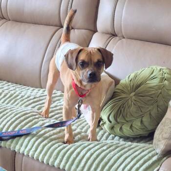 Pickles -  Pug and Beagle Dog for Adoption in Peculiar, Missouri - Pickles | PetCurious