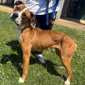 Mixed Breed and Boxer Dogs Available for Adoption in Corinth, Mississippi - Rocky | PetCurious