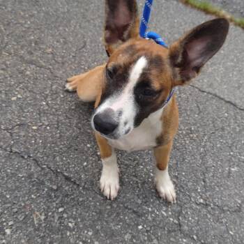 Bronco -  Mixed Breed Dog for Adoption in Blairsville, Georgia - Bronco | PetCurious