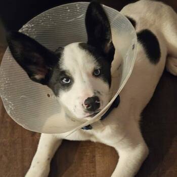 Mixed Breed Dogs Available for Adoption - Hokie | PetCurious