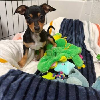 Jolene -  Chihuahua and Mixed Breed Dog for Adoption in Las Vegas, Nevada - Jolene | PetCurious