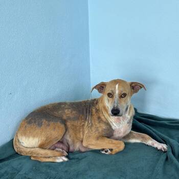 Mixed Breed Dogs Available for Adoption in Loxahatchee Groves, Florida - Peanut Butter 9304 | PetCurious